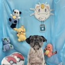 희희퍼피 이미지