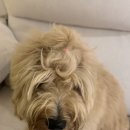 도글로리(Doglory) 이미지