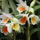 샤론의꽃 이미지