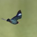 물수제비 이미지