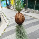 트레졸리 이미지