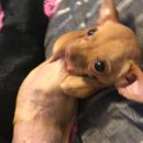 스타용당점 | 내가사쿠라자카에게로갔더니사쿠라자카가아시아투어를한대요