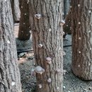 정성으로 가꾼 참나무 원목 표고버섯을 소개합니다. 이미지
