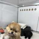 골든인형뽑기샵 이미지