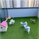 동래유치원 | 애견유치원비용 얼마? 안락동애견유치원 맘바이동래구점 후기