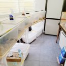 엔젤인어항 이미지