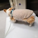 강아지 침치료 허리디스크, 식욕부진으로 한방 동물병원 다녀온 기록
