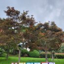 오두산 치유숲 | 경남 고성여행 : 상리연꽃공원, 오두산 치유숲, 자란들