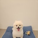 두리애견