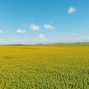 스마트폰 영상콘텐츠 제작 이미지