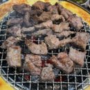 돗배갈매기 이미지
