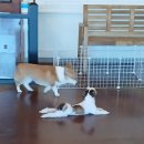 애견카페&호텔 댕댕당 이미지