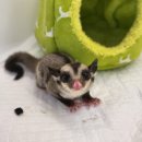 펫엔글라이더 대전점 이미지