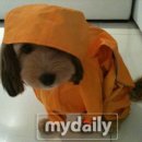 순심이 이미지
