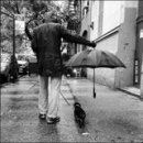 안충기 애견스쿨 이미지