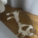 위케어동물의료센터 네이버블로그