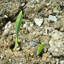 성자농장 이미지