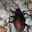 캐빈빌리지 펜션 이미지