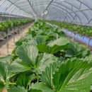 딸기밭 부농 이미지