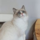 고양이분양은 노블캣 랙돌놀숲분양캐터리 대전점 이미지