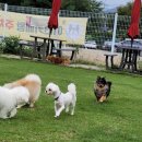 애견카페왕 | 남양주애견유치원 고민하다 다녀온 남양주애견카페, 애견카페왕 리얼 방문 후기