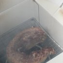디데이펜션&캠핑