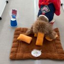 돌봐줄개 이미지