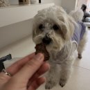 펫# | 강아지수제간식 추천 바르다펫 후기｜캥거루·치킨 알러지 걱정 없는 간식