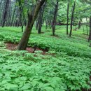 산삼골 이미지