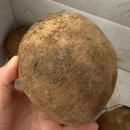 청풍명월농산물 | [기타] 신선함이 가득한 청풍명월장터 GAP인증 아삭한 레드비트 3kg 후기