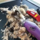 캣 미용실 이미지