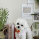 마이유어펫살롱 이미지