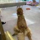 두류댕댕 이미지