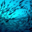 착한참치 이미지