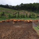 녹색한우농장 이미지