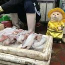 고양이 기숙사 이미지