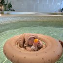 고성군 8 | 고성 오션플레이 8개월 아기랑 다녀온 후기 | 소노캄 델피노 1박 가족여행