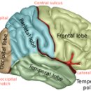 전두엽 이미지