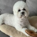 보니더펫 | 보다더 펫샴푸 사용 후기/ 백화점에 입점된 프리미엄 강아지 샴푸/ 영국 비건 인증 샴푸