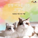 미모고양이 이미지