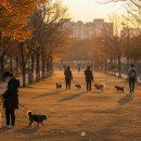 반려동물과함께하는#설렘 이미지