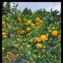 다미농장 이미지