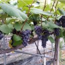 희원농장 이미지