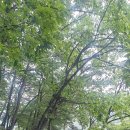 용마루1길 이미지