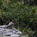 Black Headed Mountain Finch/검은머리산되새 이미지