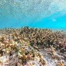 지오메드 | 몰디브 클럽메드 카니 디럭스룸 비치프론트가족여행