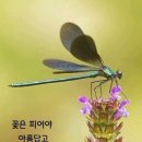 규중칠우