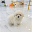 꽃강아지 이미지