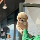 디몽 이미지