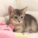 집사의 하루 대구점 이미지